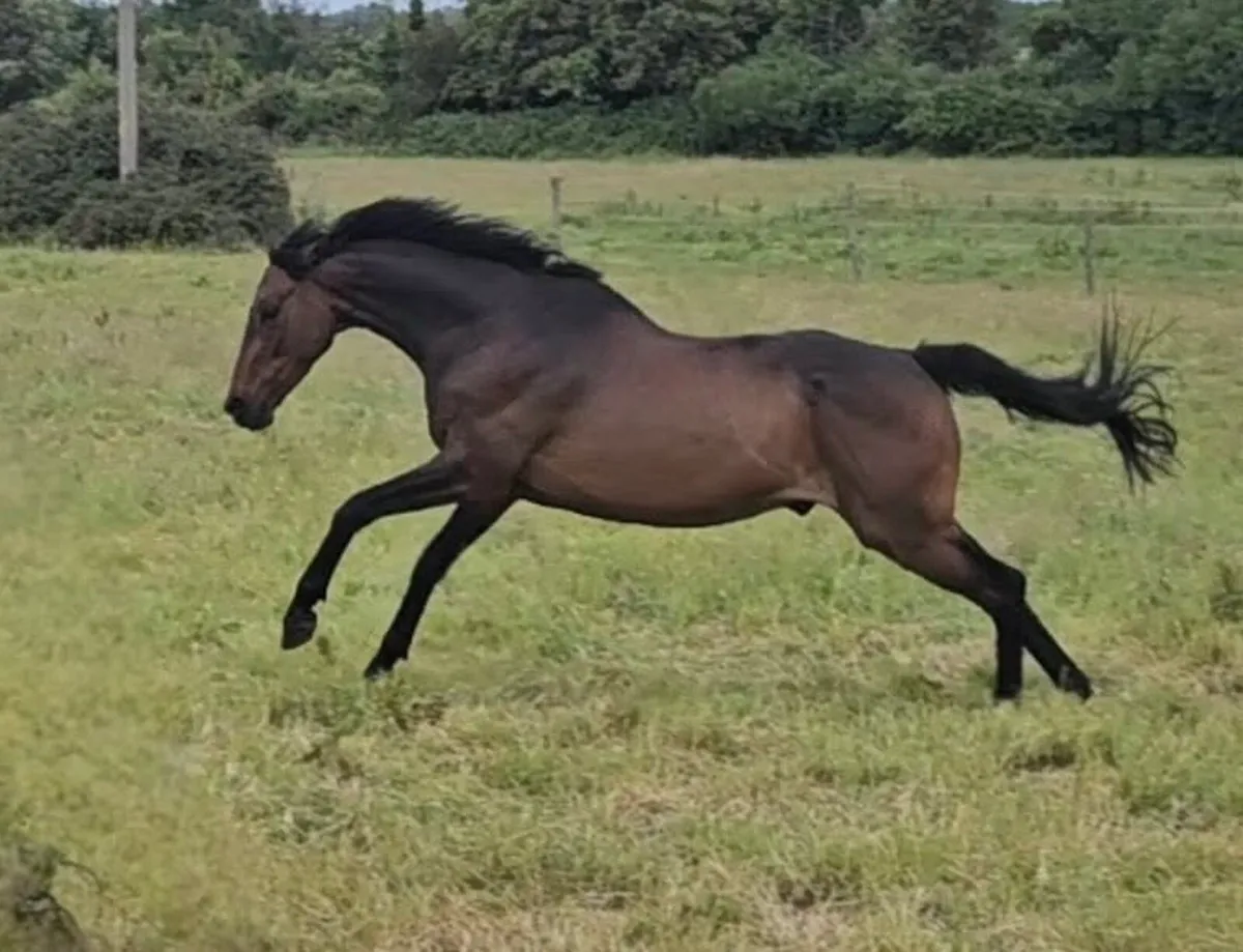 Handsome Thoroughbred Gelding - Image 2