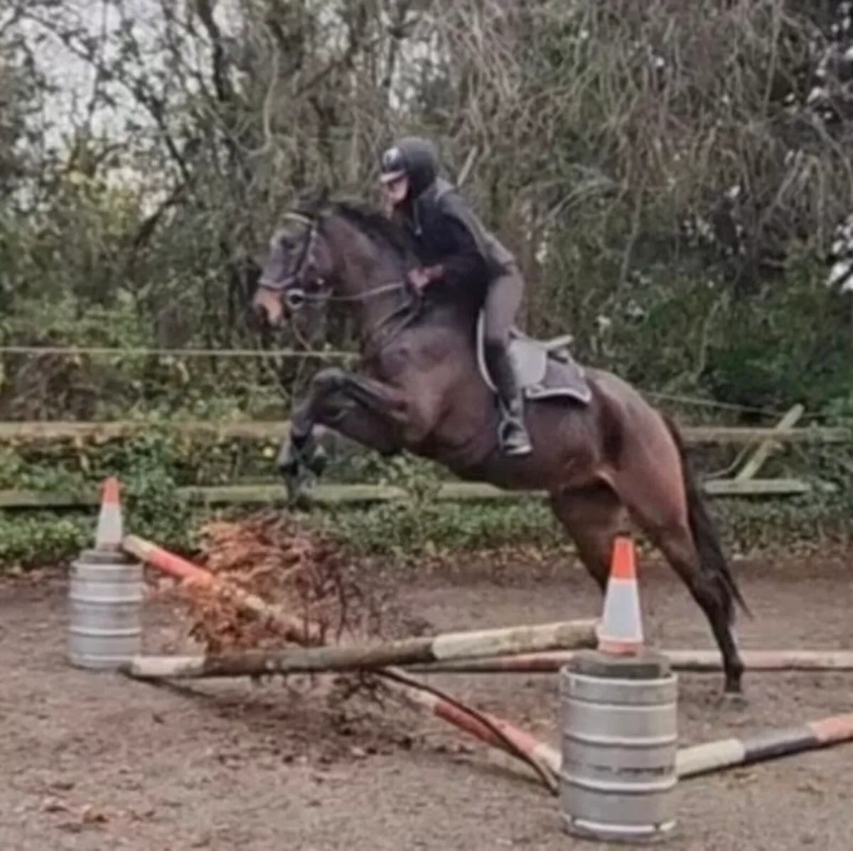 Handsome Thoroughbred Gelding - Image 3