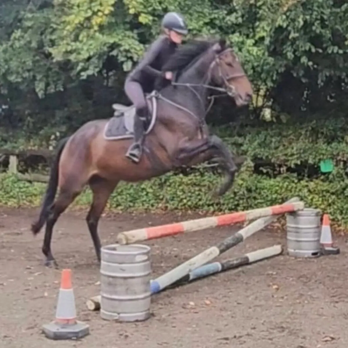 Handsome Thoroughbred Gelding - Image 4