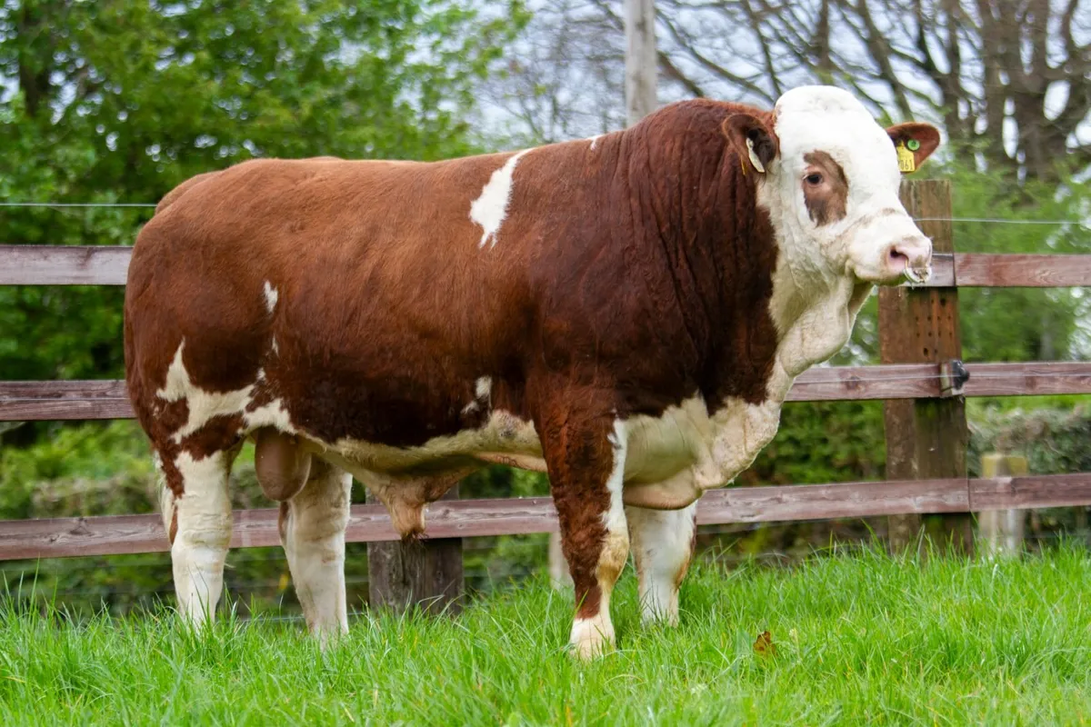 Simmental bulls suitable for heifers - Image 2