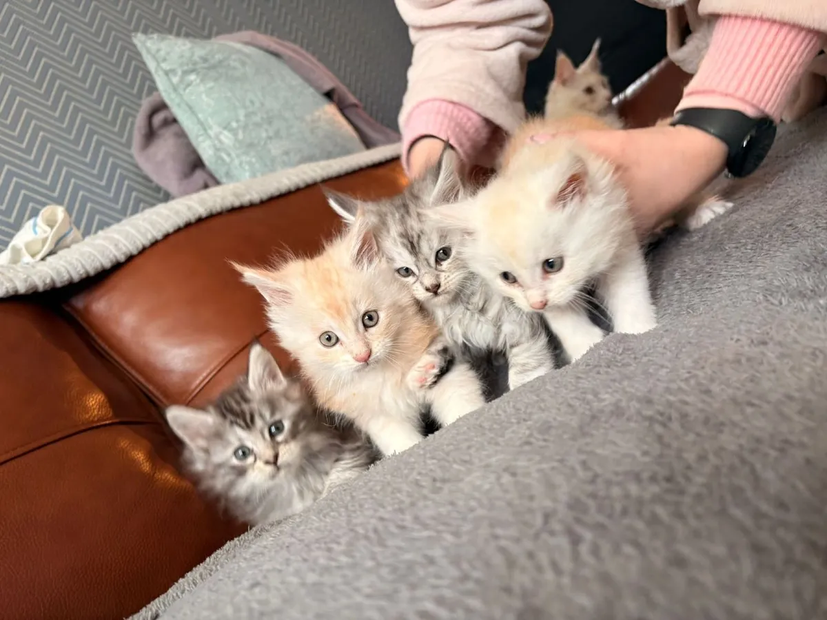 Maine coon kittens - Image 1