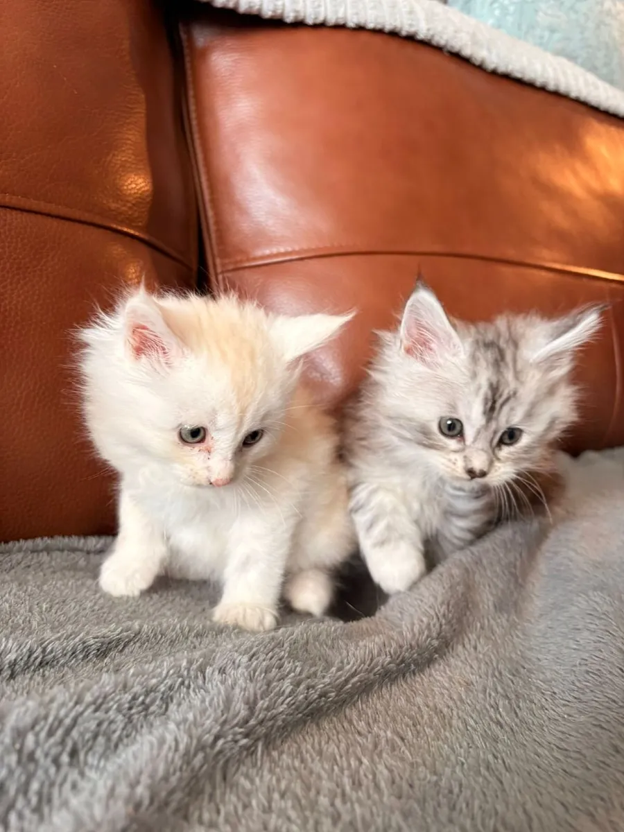 Maine coon kittens - Image 2