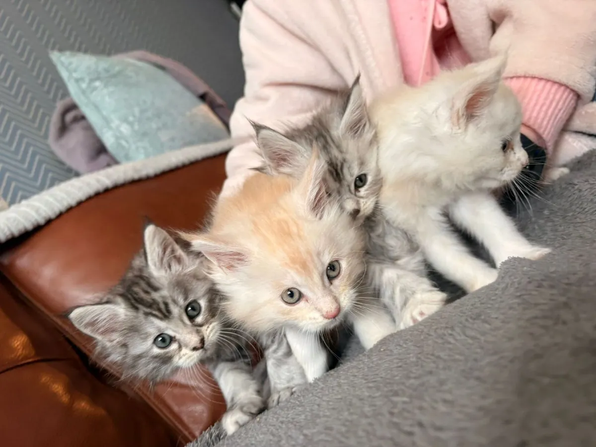 Maine coon kittens - Image 4
