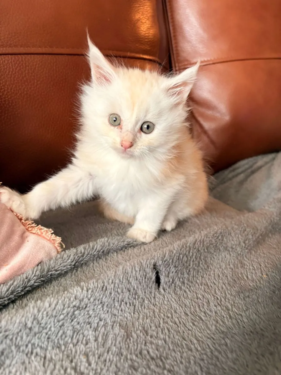 Maine COON KITTENS only 1 male ginger left