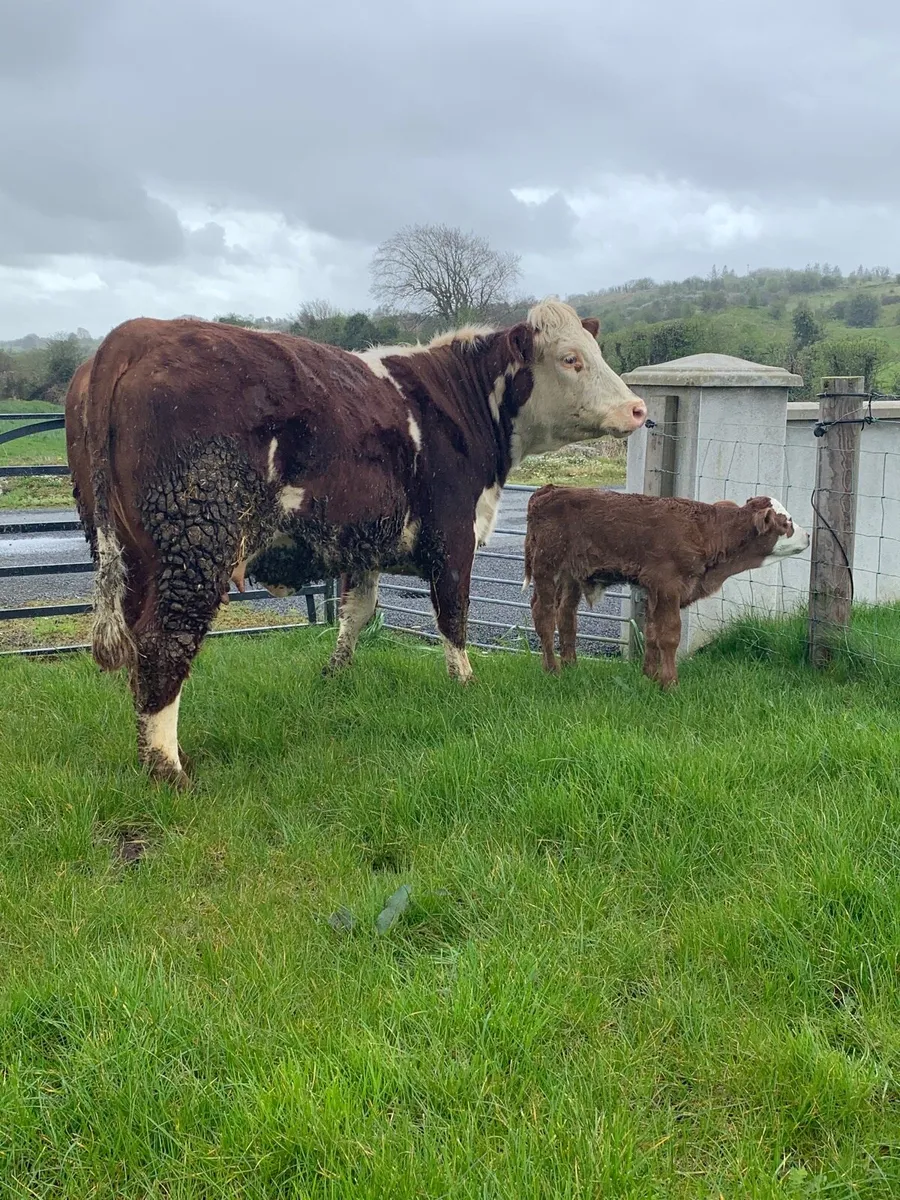 * Heifer & Her Calf * - Image 1