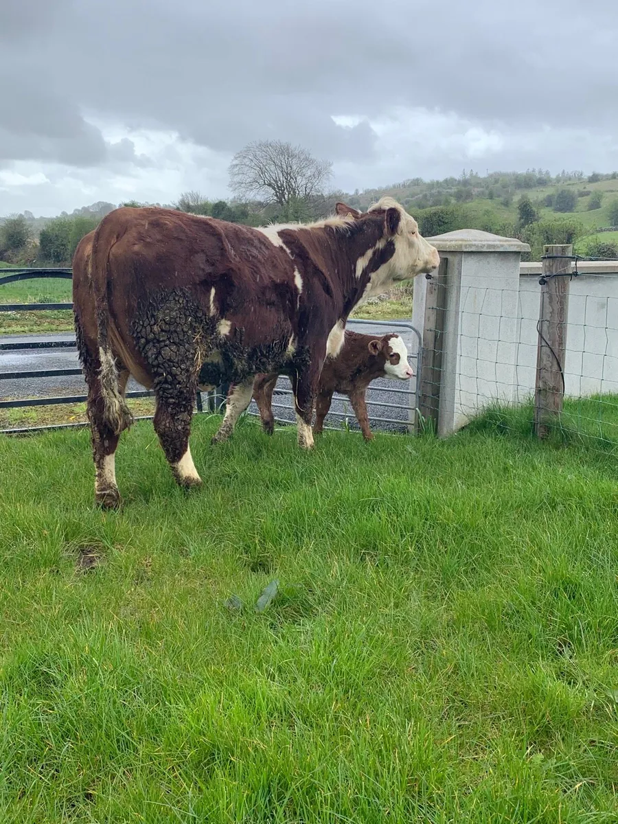 * Heifer & Her Calf * - Image 3