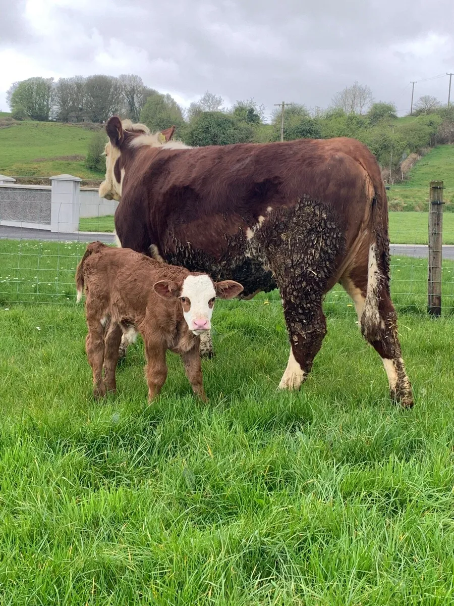 * Heifer & Her Calf * - Image 2