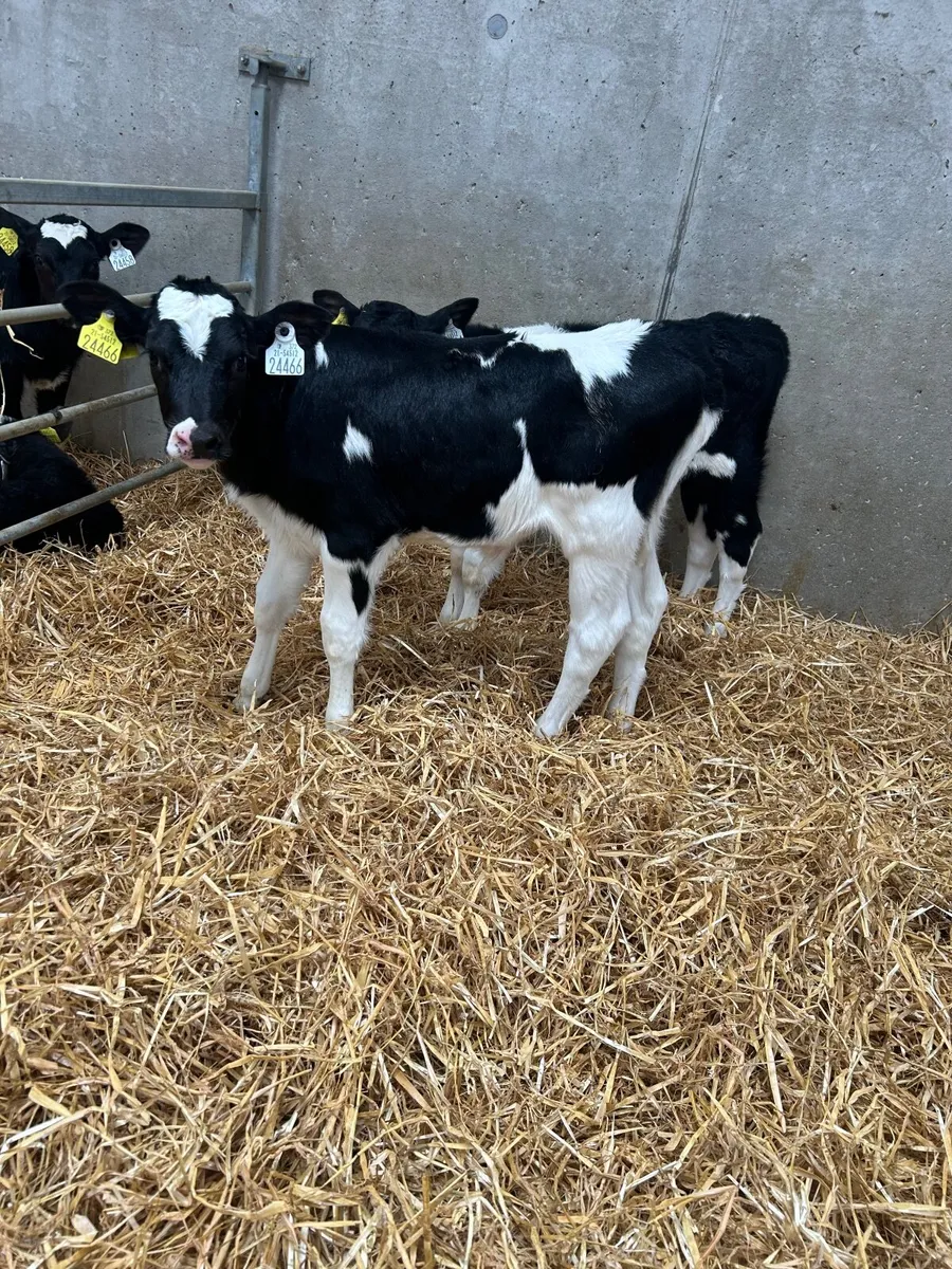 Heifer calves - Image 1