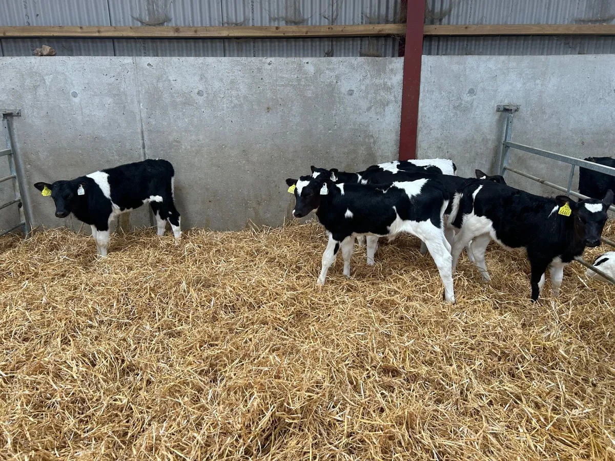 Heifer calves - Image 2