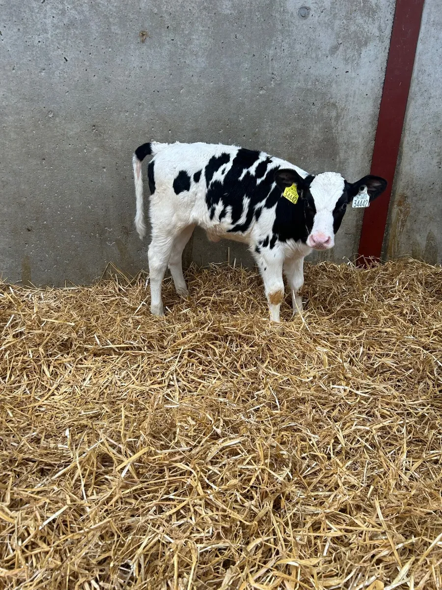 Heifer calves - Image 3