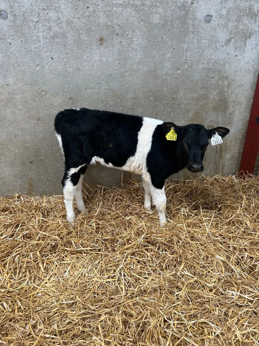 Heifer calves - Image 4
