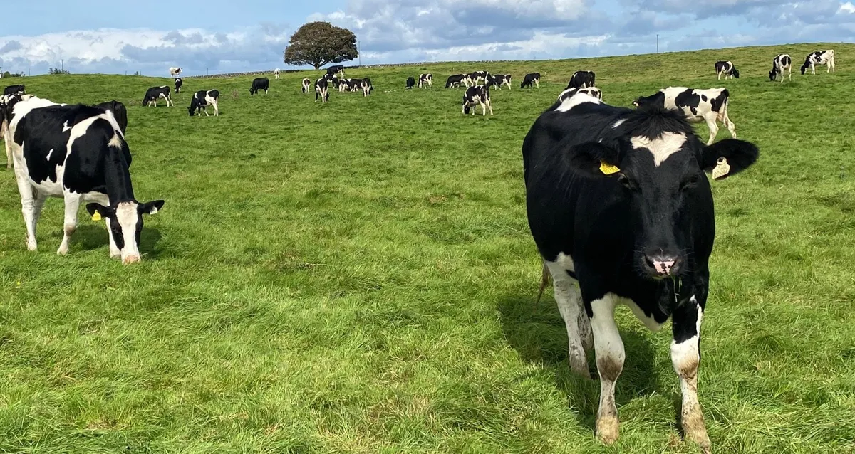 Contract Rearing - Image 2