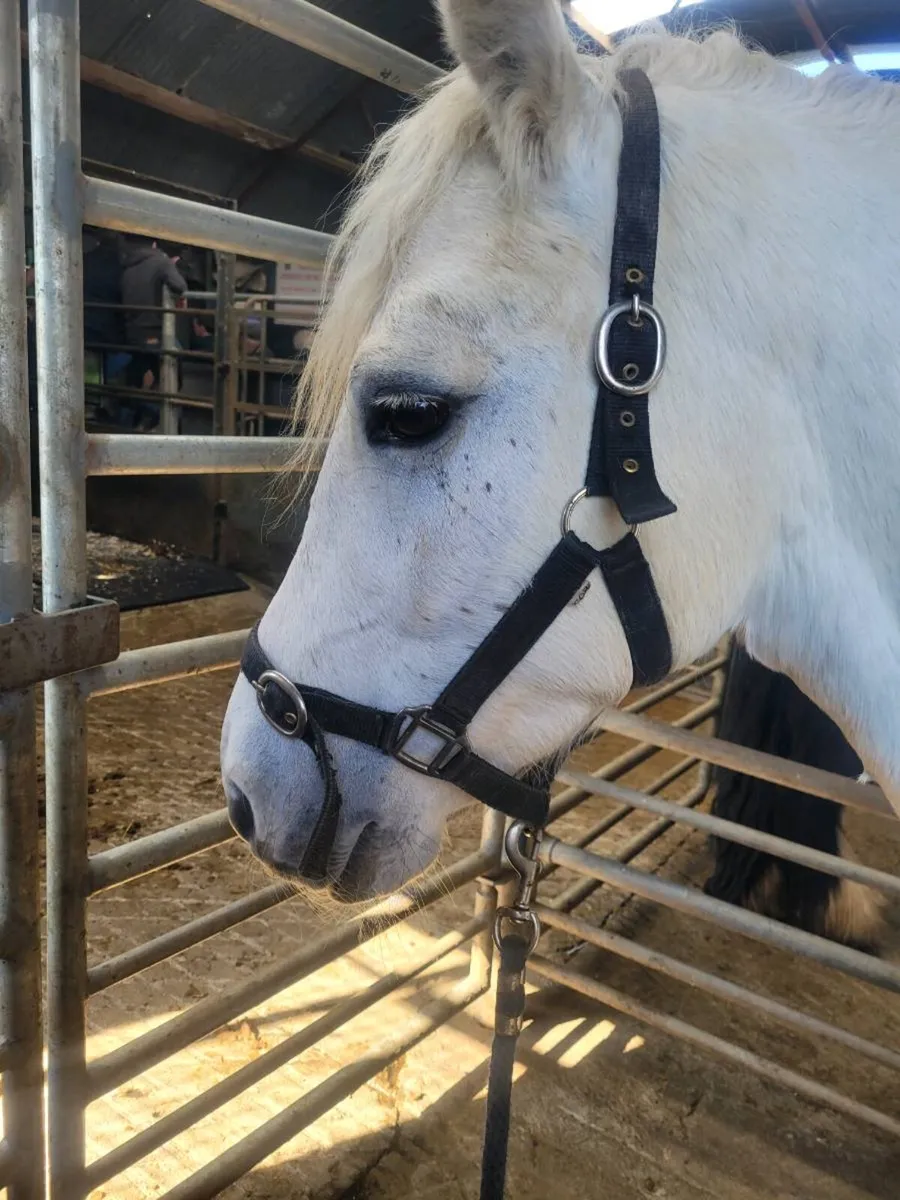 Connemara Gelding - Image 1
