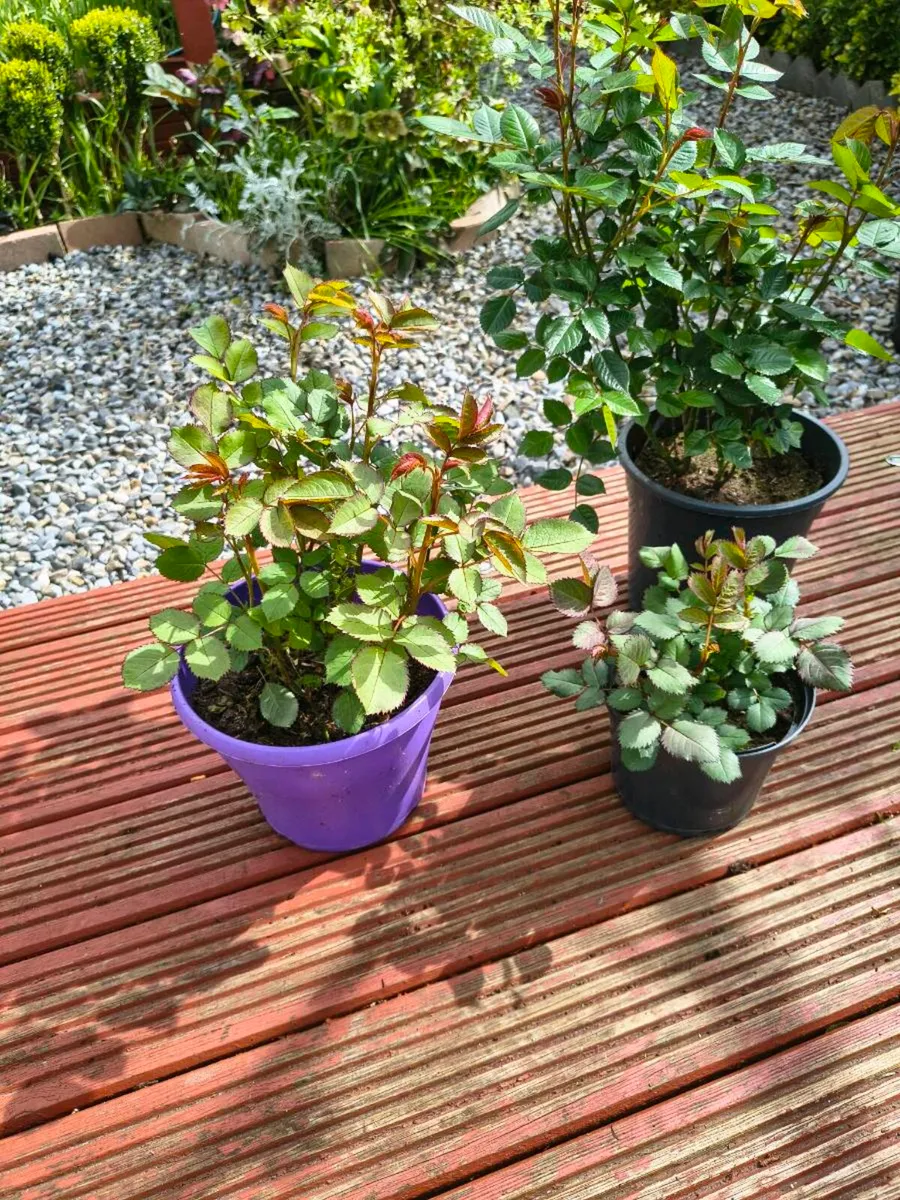 Roses /Gerinums - Image 1