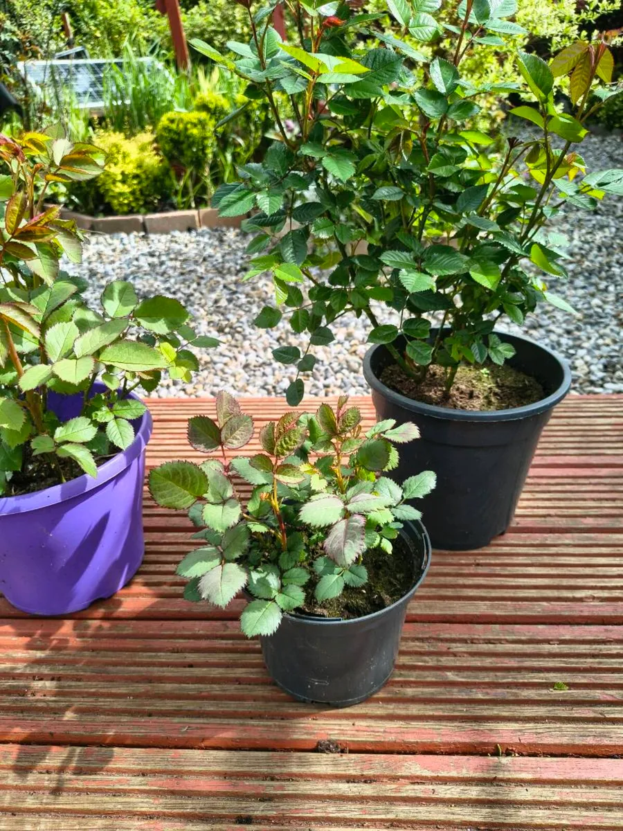 Roses /Gerinums - Image 2