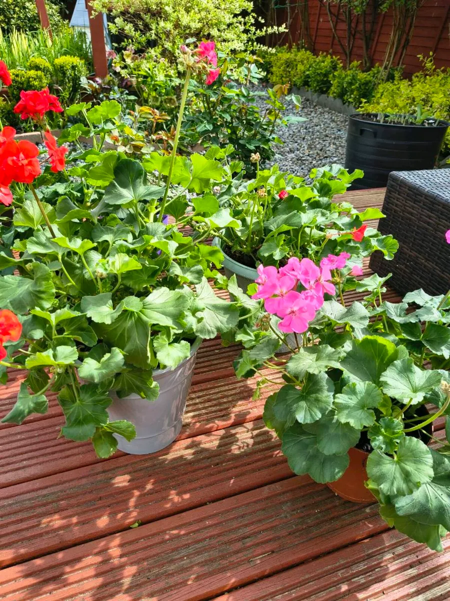 Roses /Gerinums - Image 3