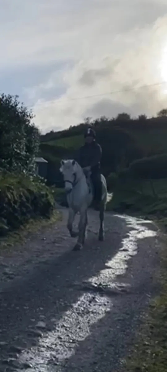 Connemara Gelding - Image 2
