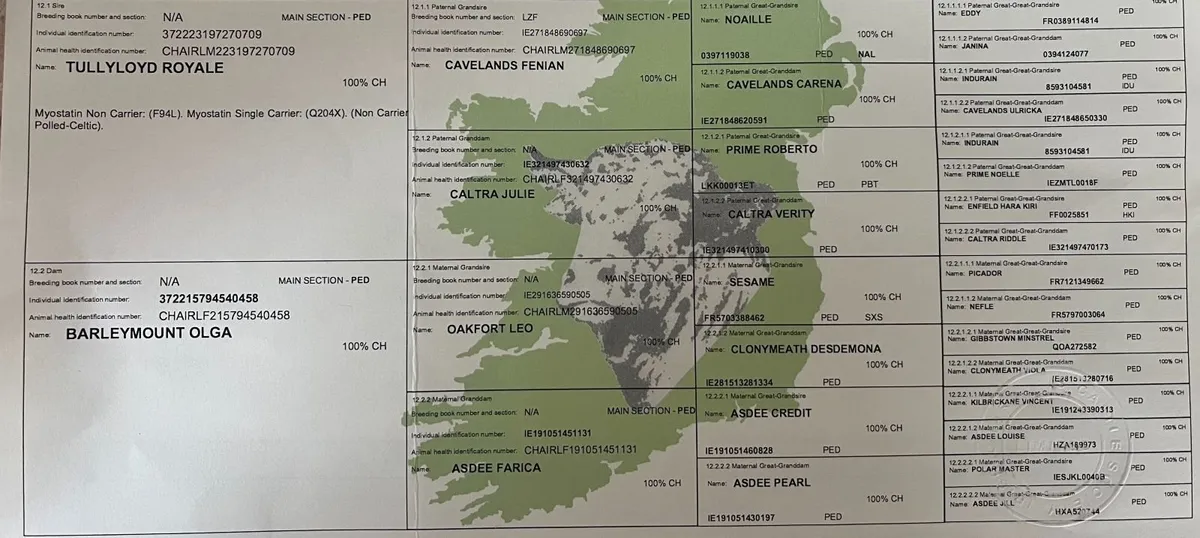 10mo PBR Charlois Bull @Abbeyfeale Mart Sat 18-Apr - Image 4