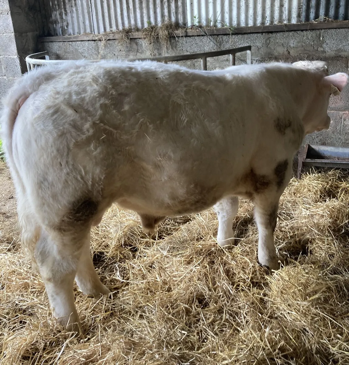 10mo PBR Charlois Bull @Abbeyfeale Mart Sat 18-Apr - Image 2
