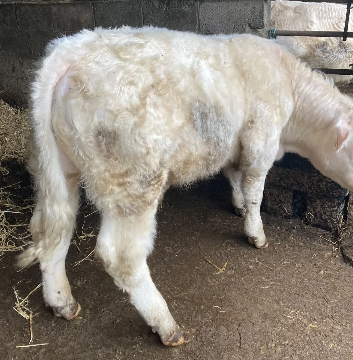 10mo PBR Charlois Bull @Abbeyfeale Mart Sat 18-Apr - Image 3