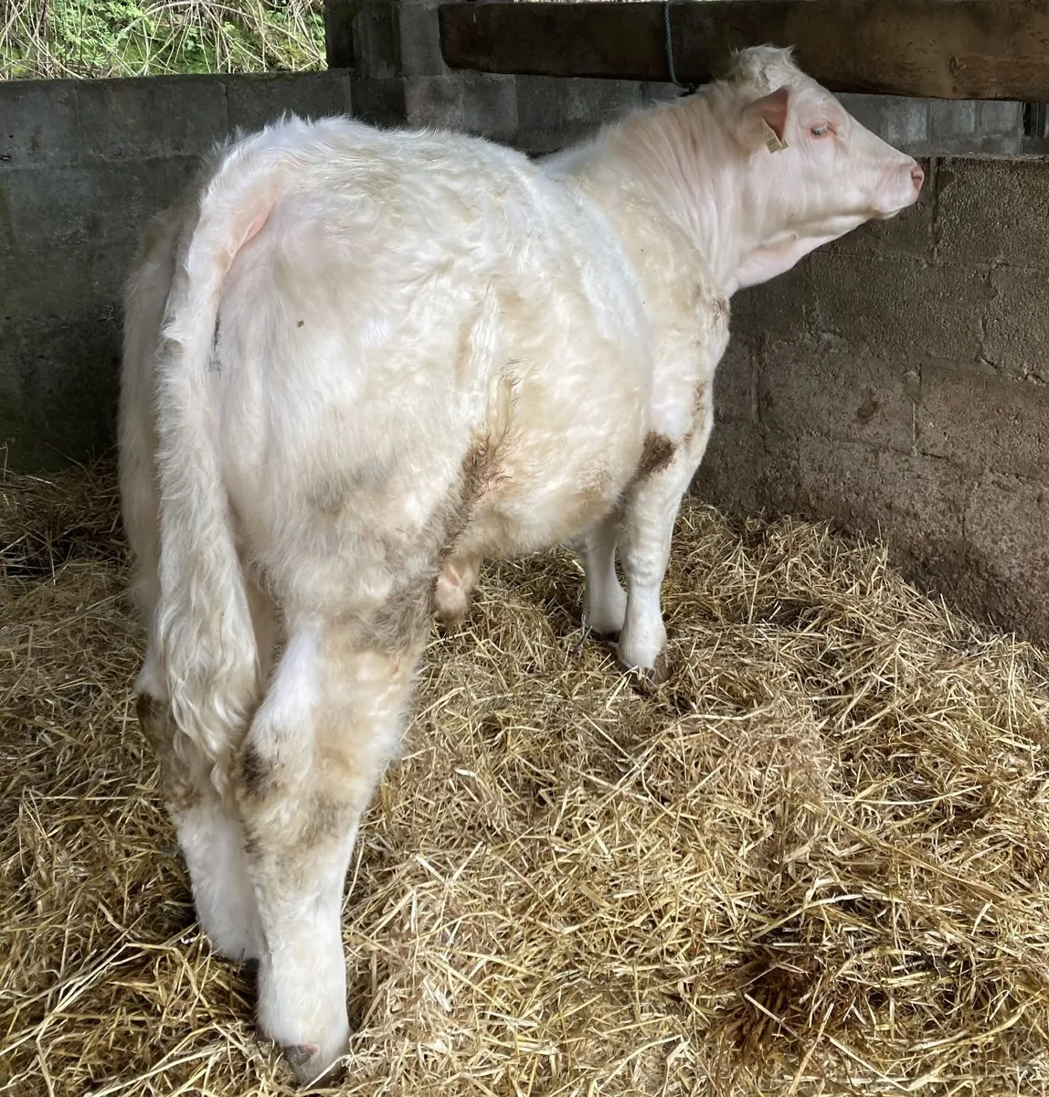 10mo PBR Charlois Bull @Abbeyfeale Mart Sat 18-Apr - Image 1