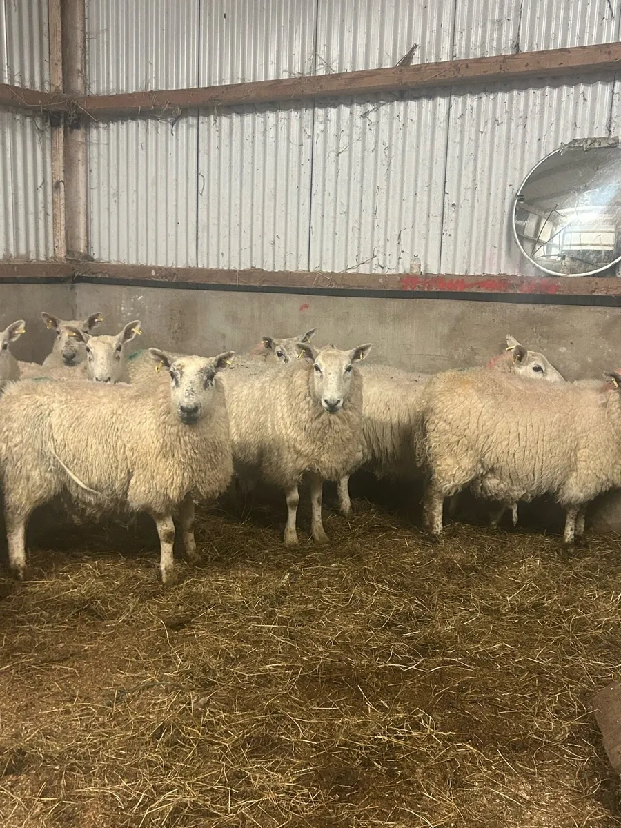 In lamb Cheviot hoggets - Image 1