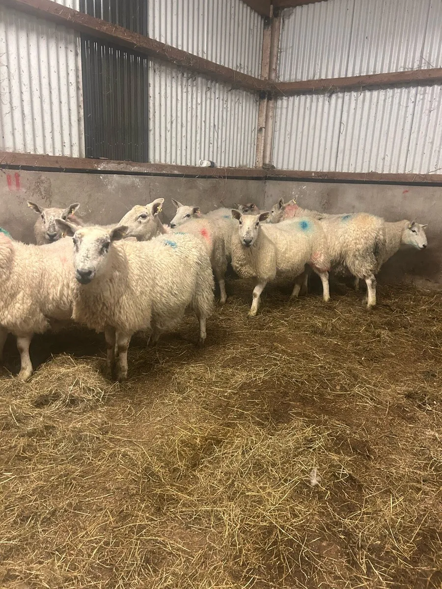 In lamb Cheviot hoggets - Image 4