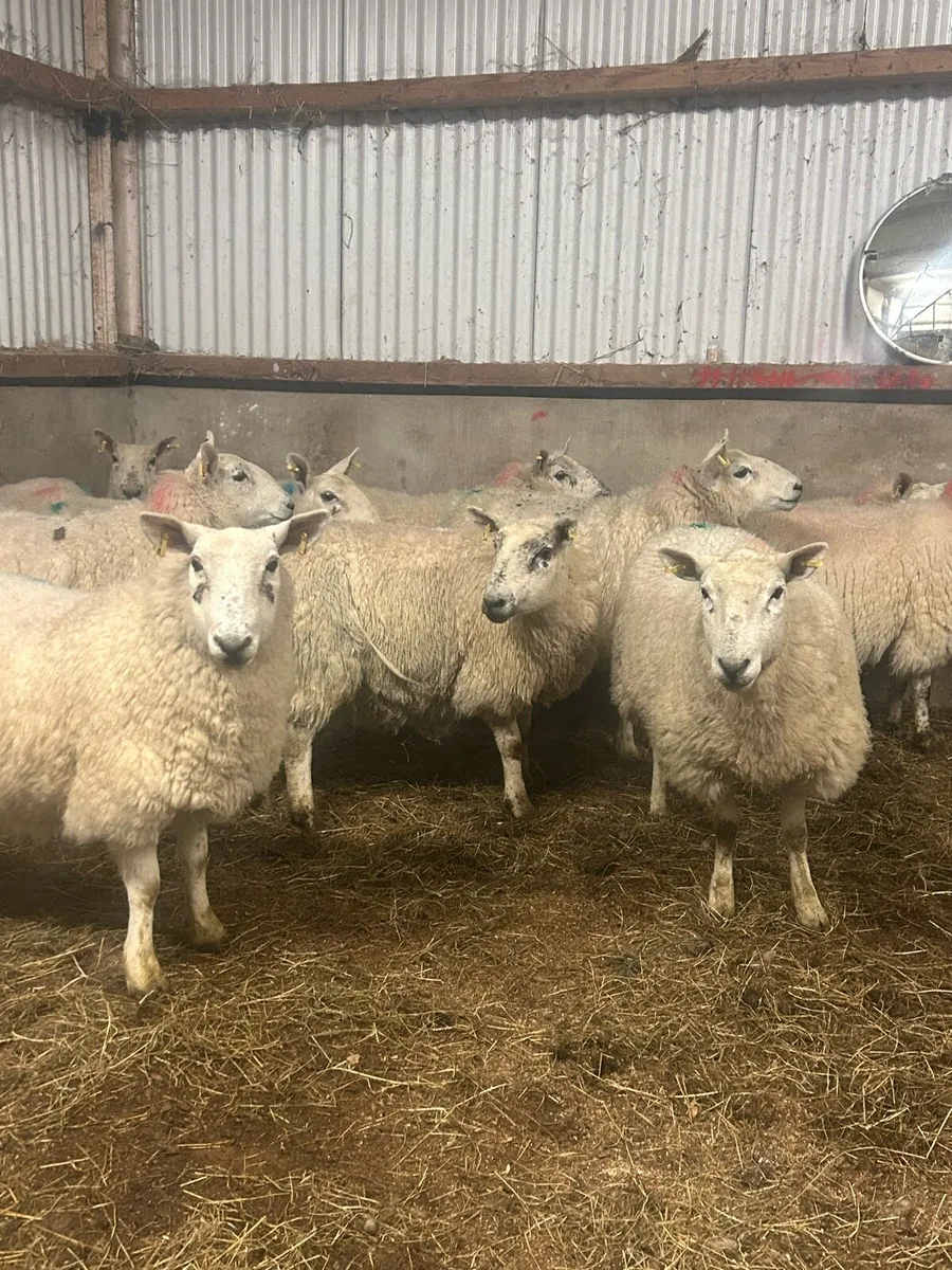 In lamb Cheviot hoggets - Image 2