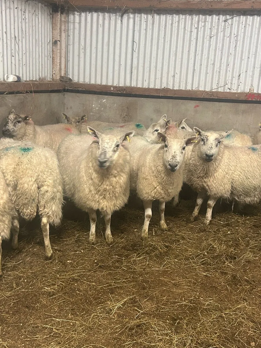 In lamb Cheviot hoggets - Image 3