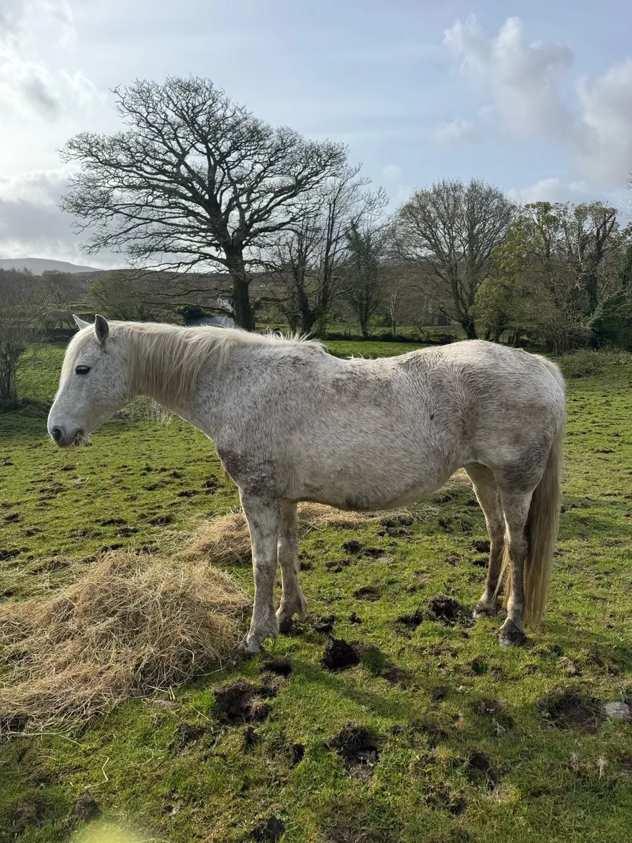 Comamara pony - Image 1