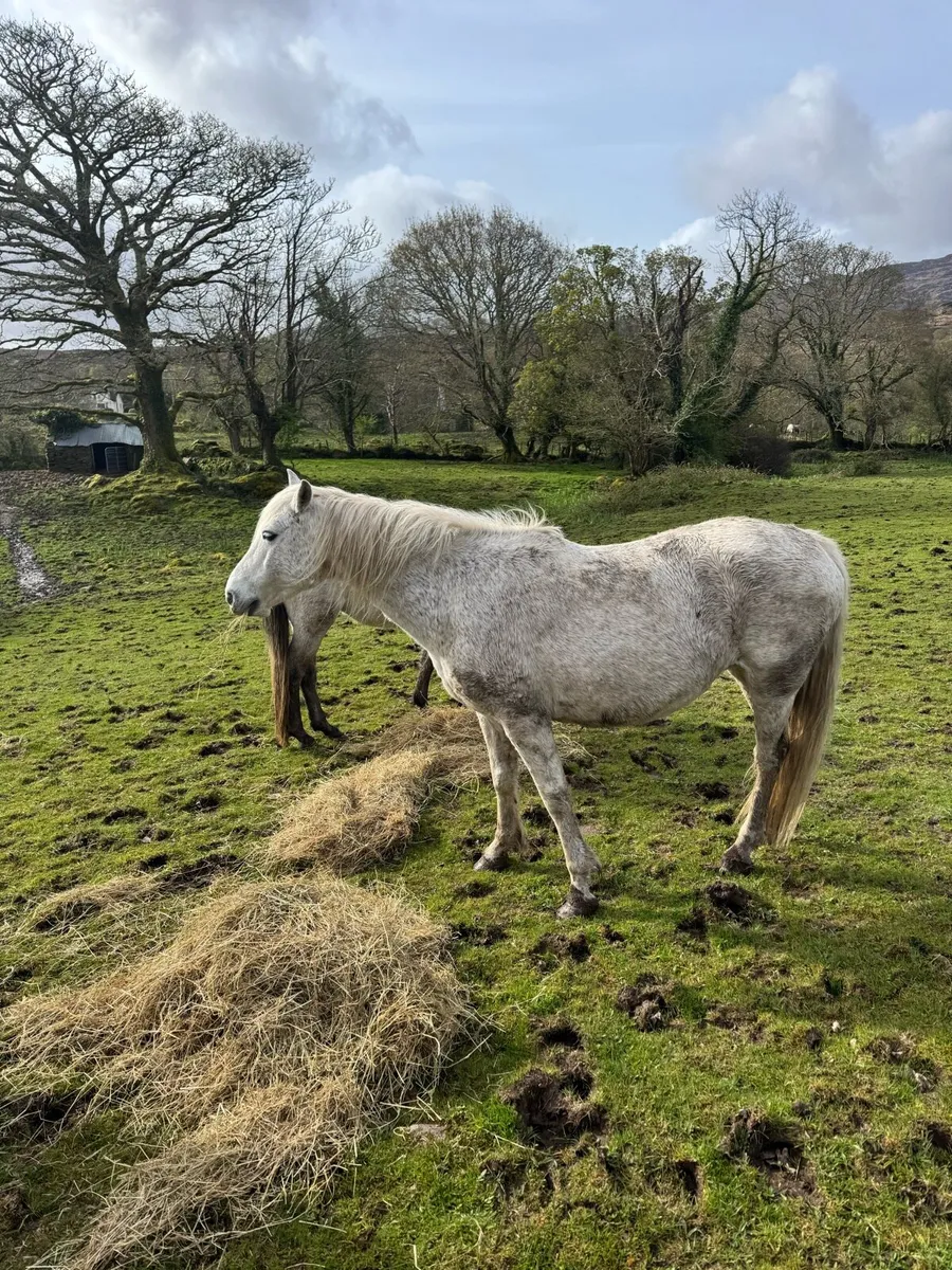 Comamara pony - Image 2