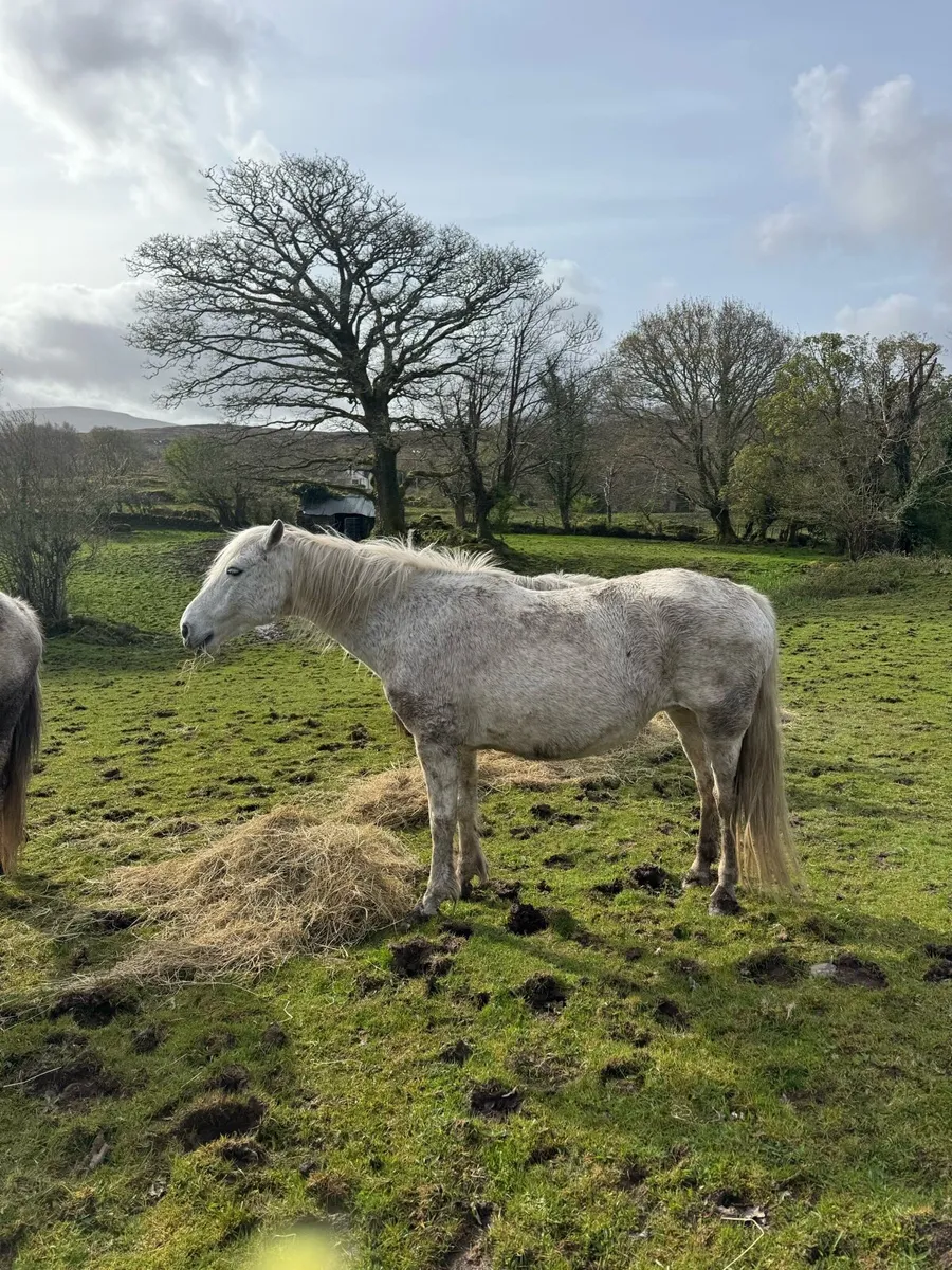 Comamara pony - Image 3