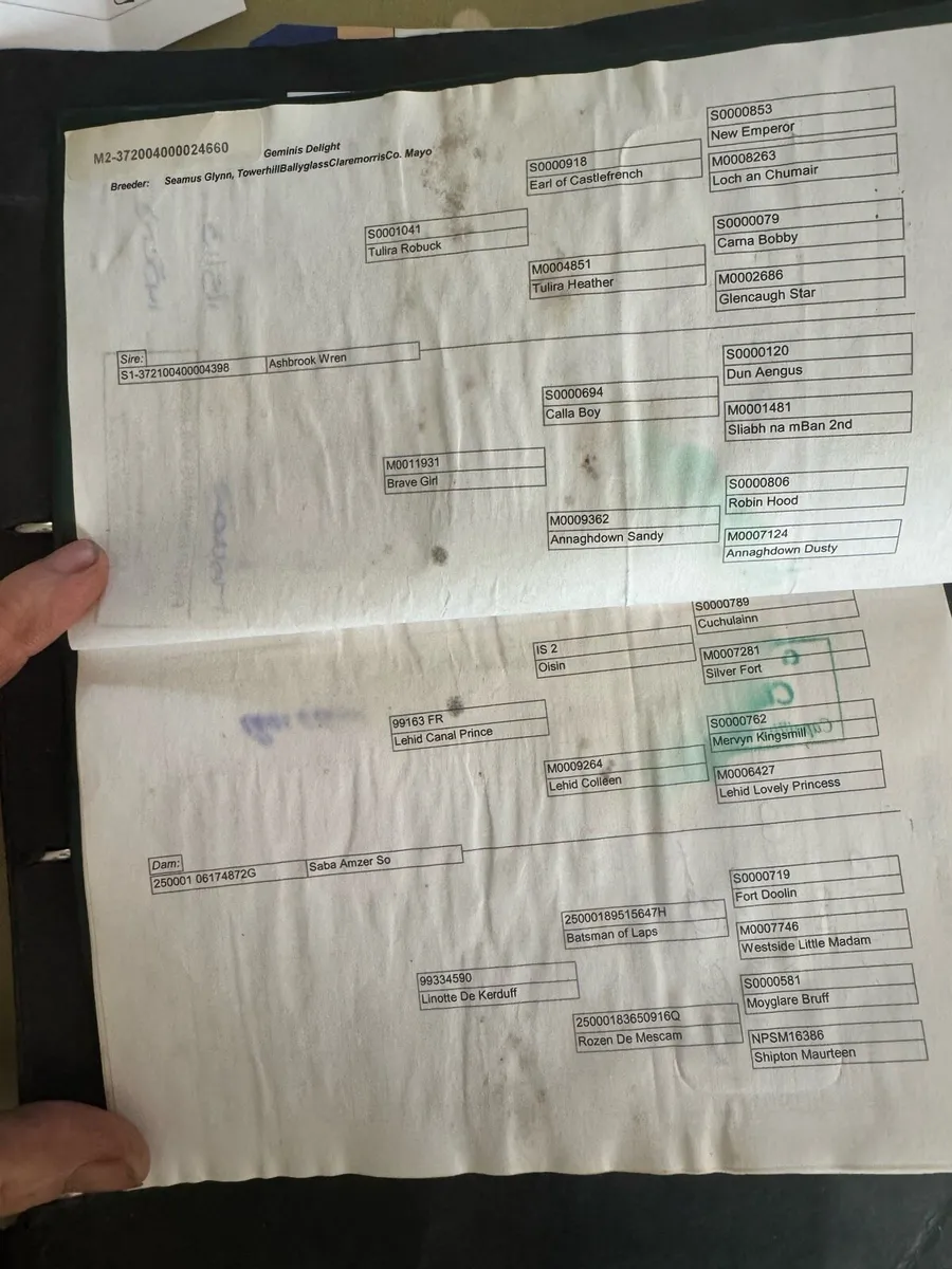 Comamara pony - Image 4