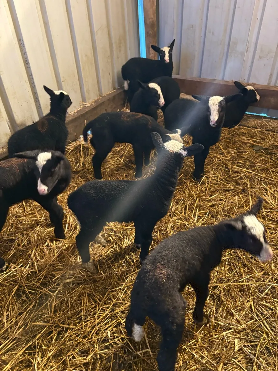 Zwartbles lambs - Image 1