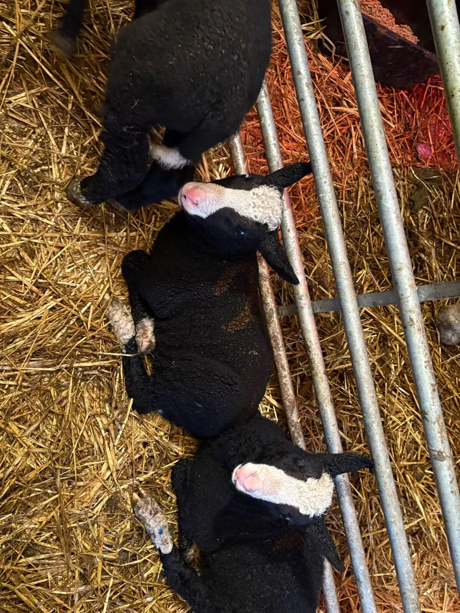 Zwartbles lambs - Image 3