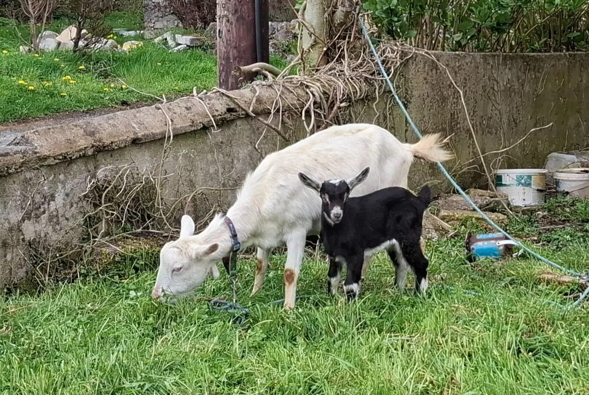 Female goat with kid