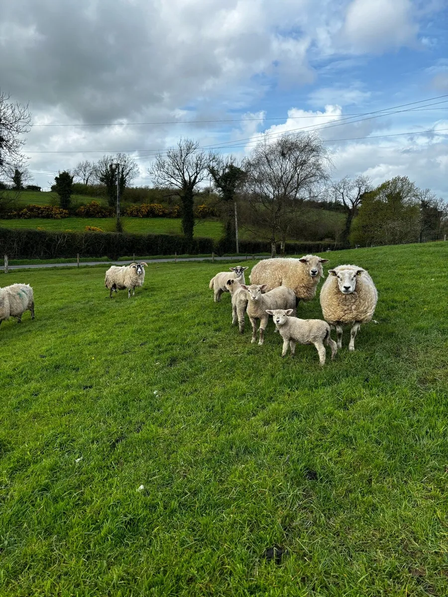 10 sheep and 14 lambs - Image 1