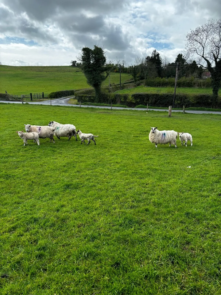 10 sheep and 14 lambs - Image 2