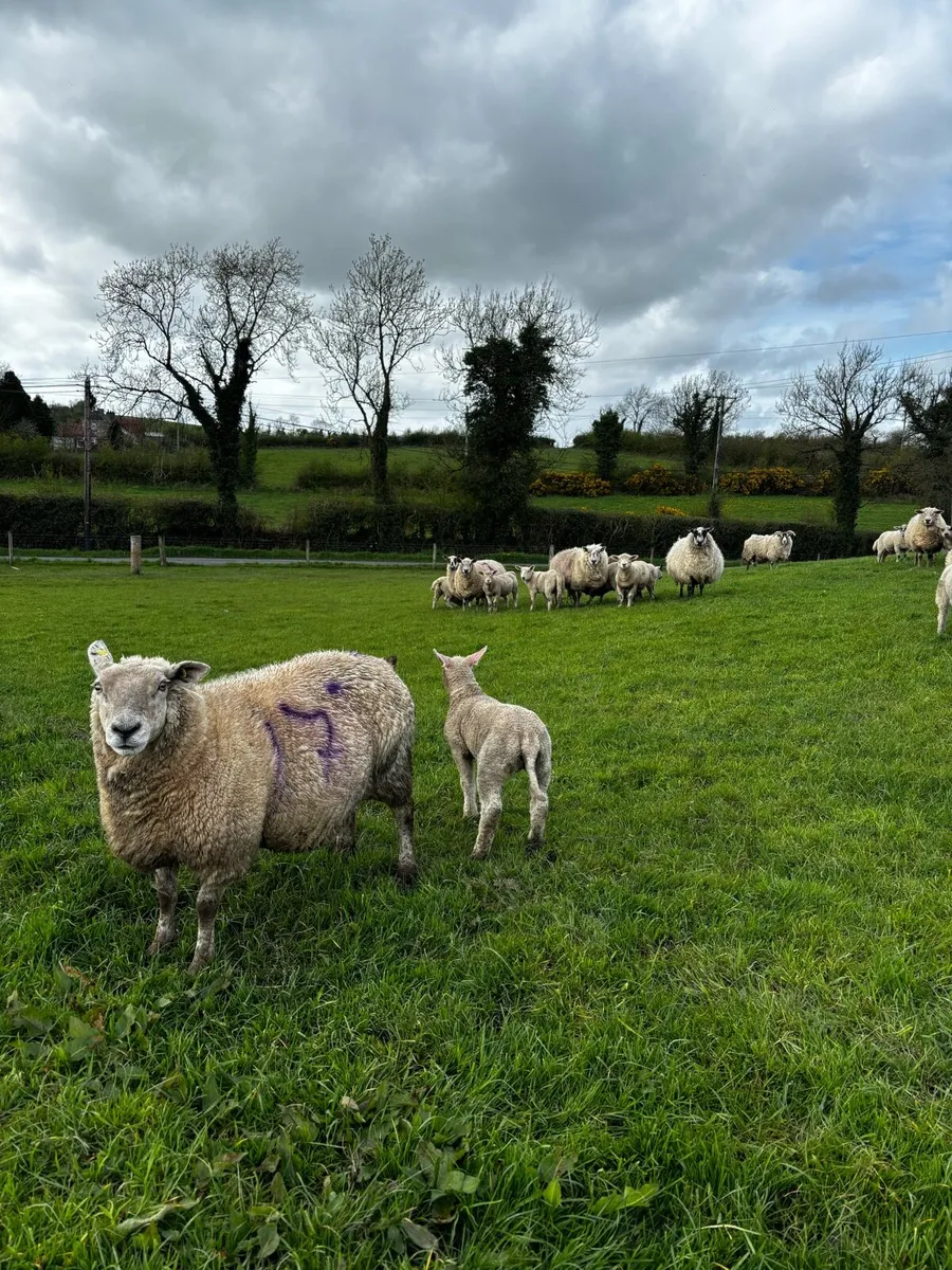 10 sheep and 14 lambs - Image 3