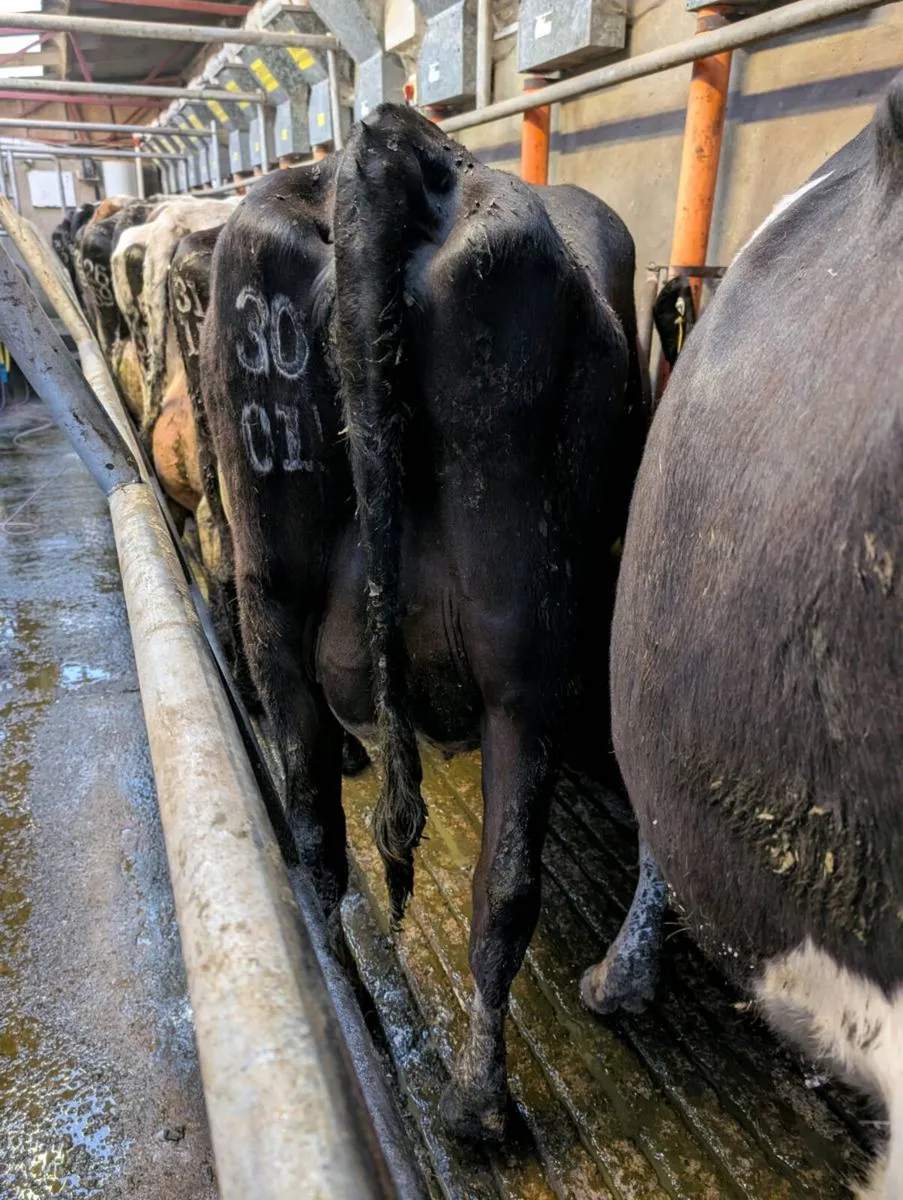Calved heifers/young cows - Image 2