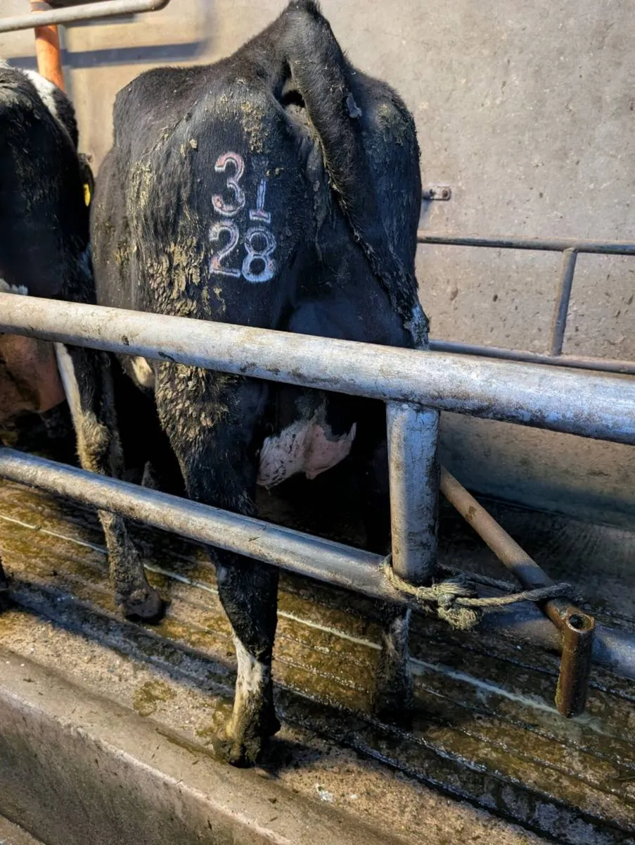 Calved heifers/young cows - Image 1