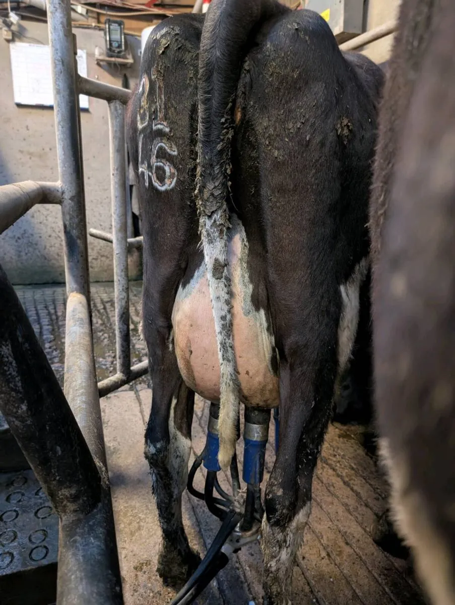 Calved heifers/young cows - Image 3