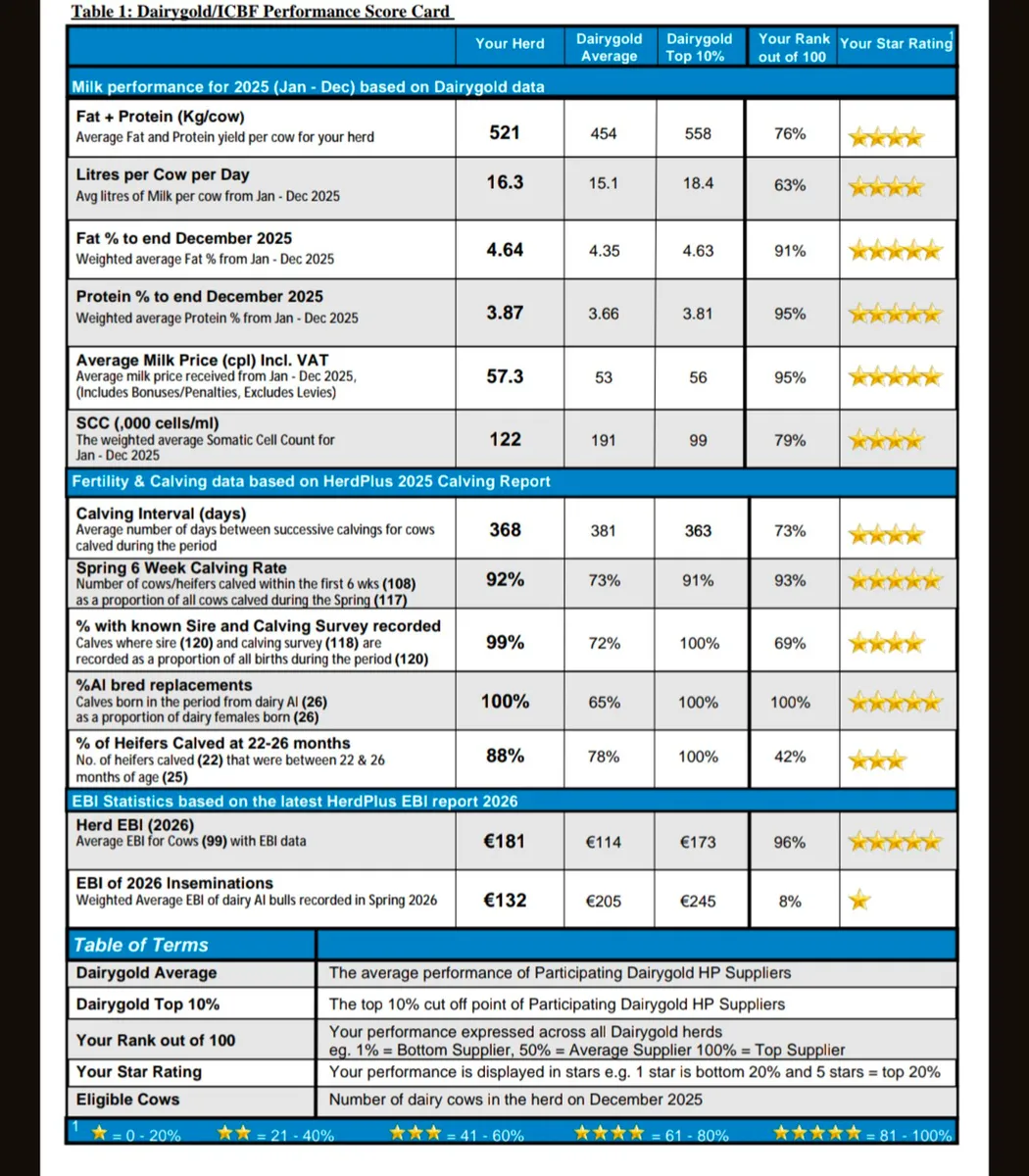Calved heifers/young cows - Image 4