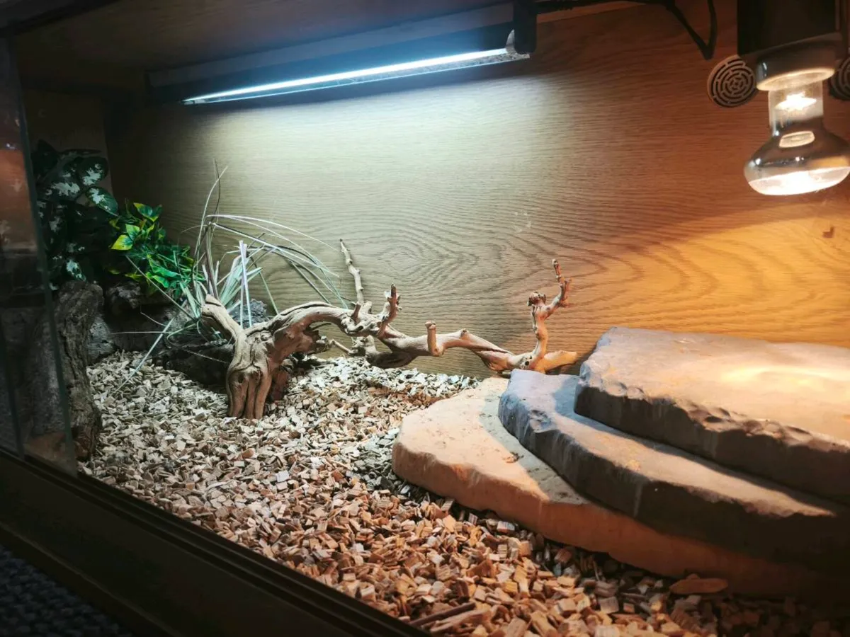 Ackie monitor Juvenile and fully set up enclosure - Image 1