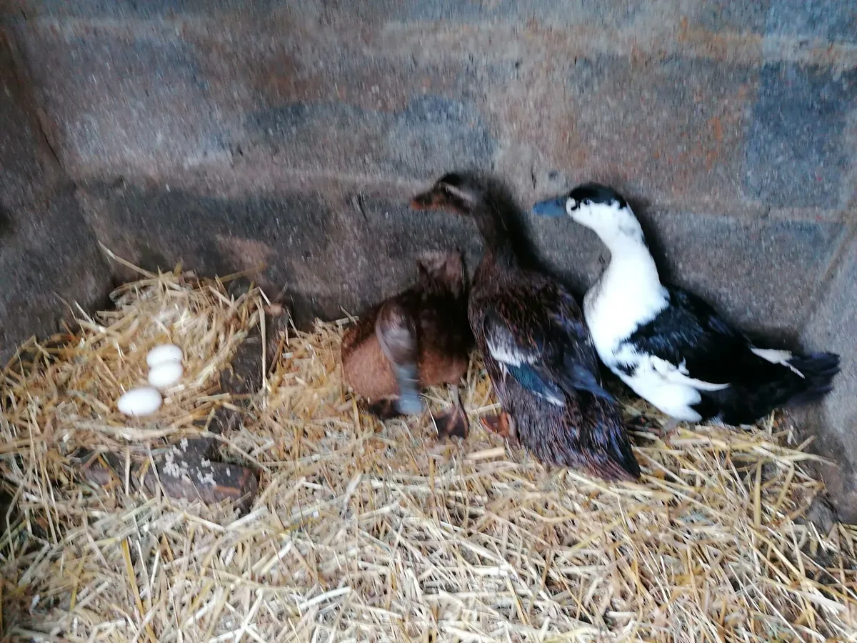 New Duck House with laying  Ducks - Image 2