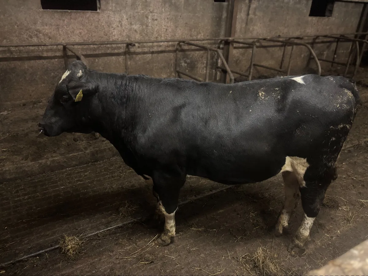 Hol fr Bulls - Image 3