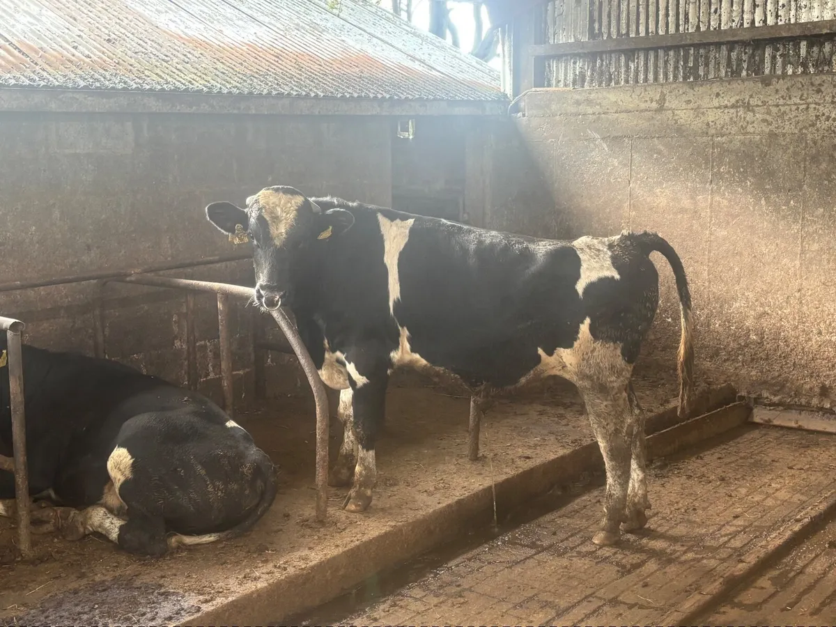 Hol fr Bulls - Image 4