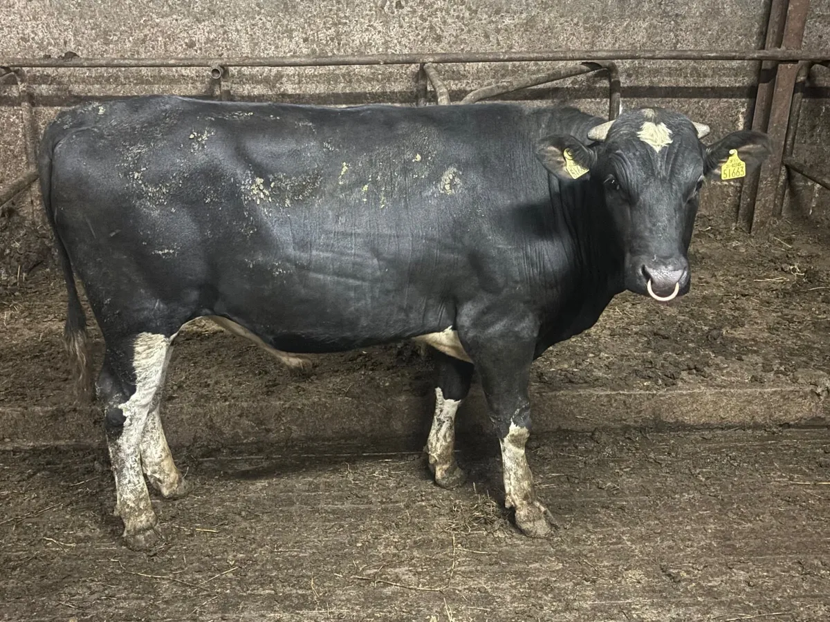 Hol fr Bulls - Image 1