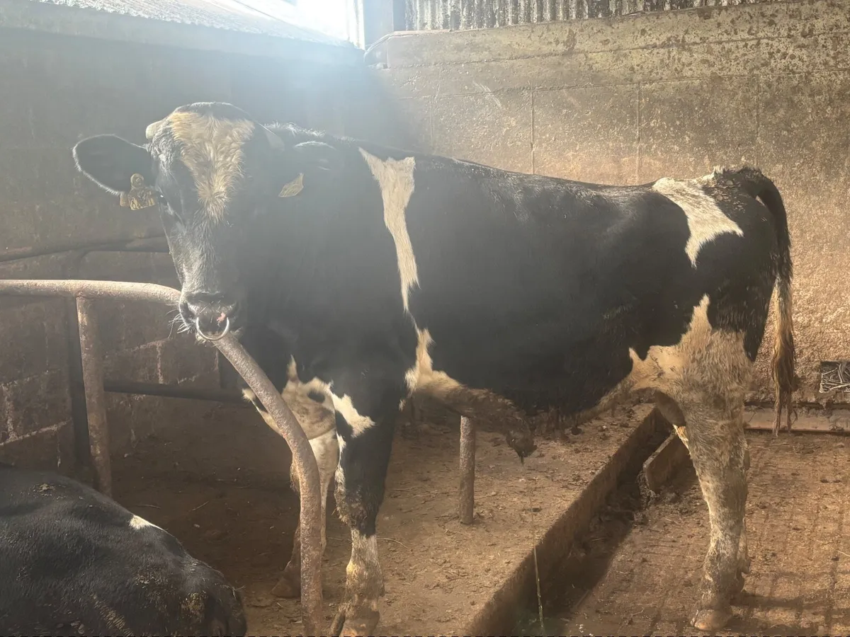 Hol fr Bulls - Image 2