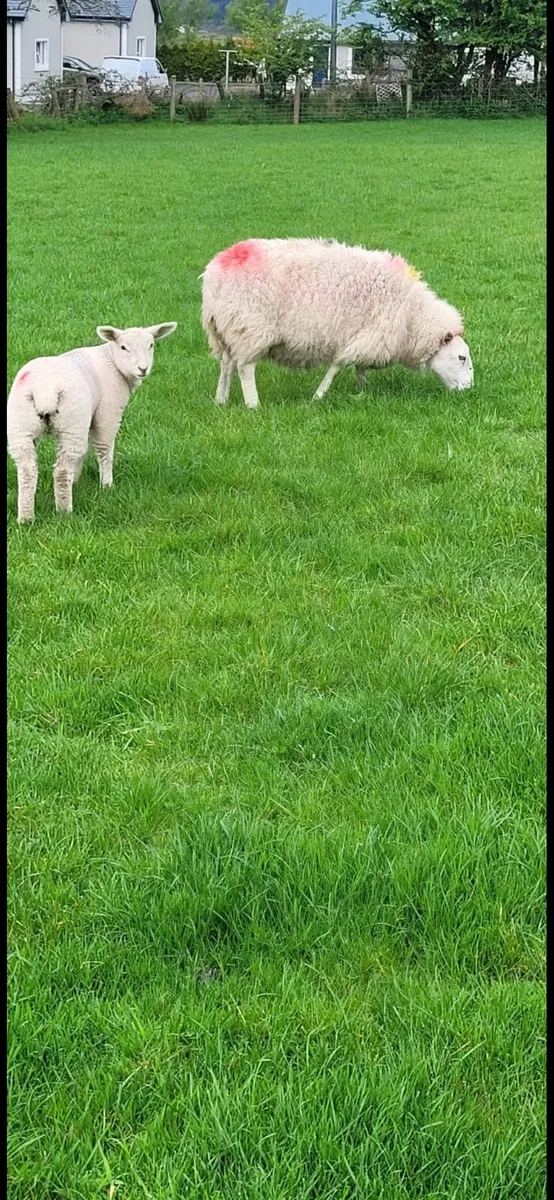 Ewes with lambs at foot - Image 3